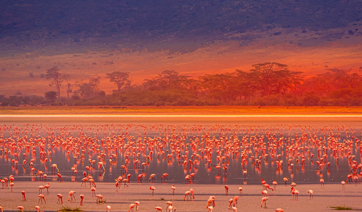 Tanzanie grandeur nature en privé - 5