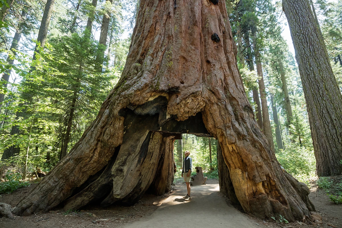Calaveras big trees, Californie
