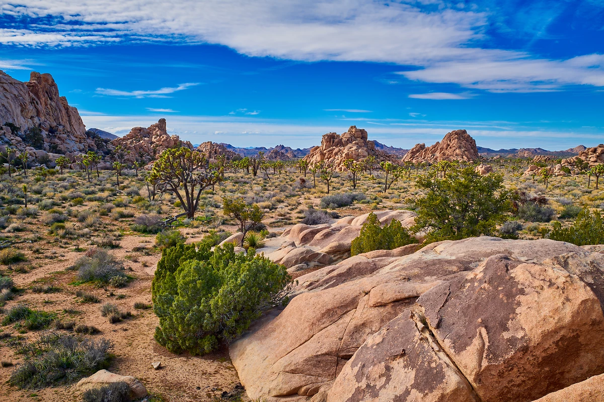 Parc national de Joshua Tree, Desert de Mojave, Californie