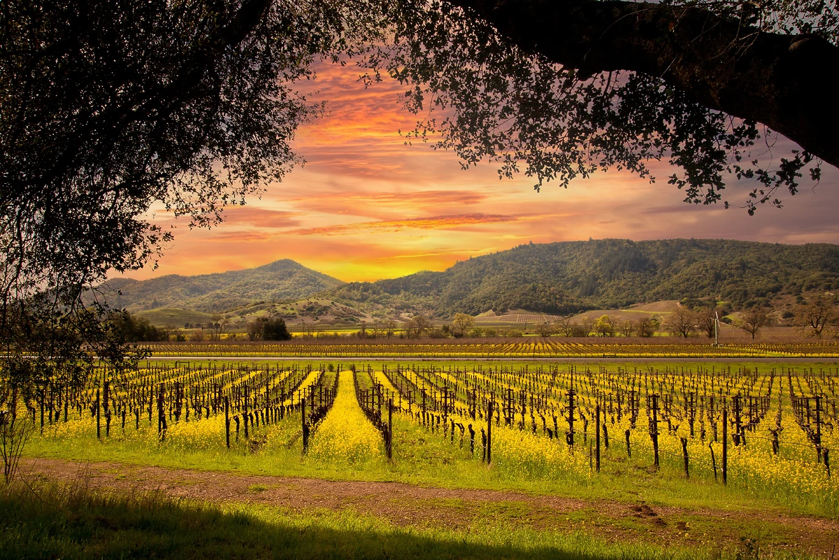 Vignobles de la Napa Valley au coucher de soleil, Californie