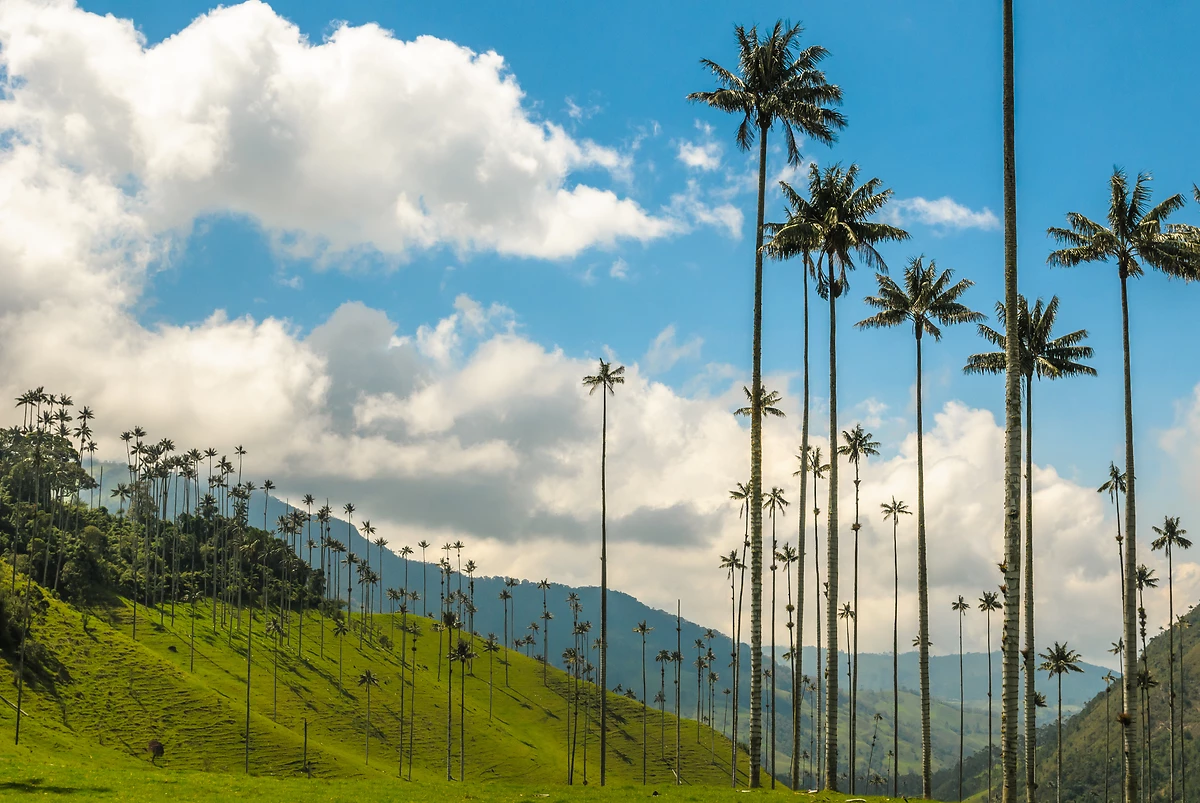Âges d'or de Colombie 3*