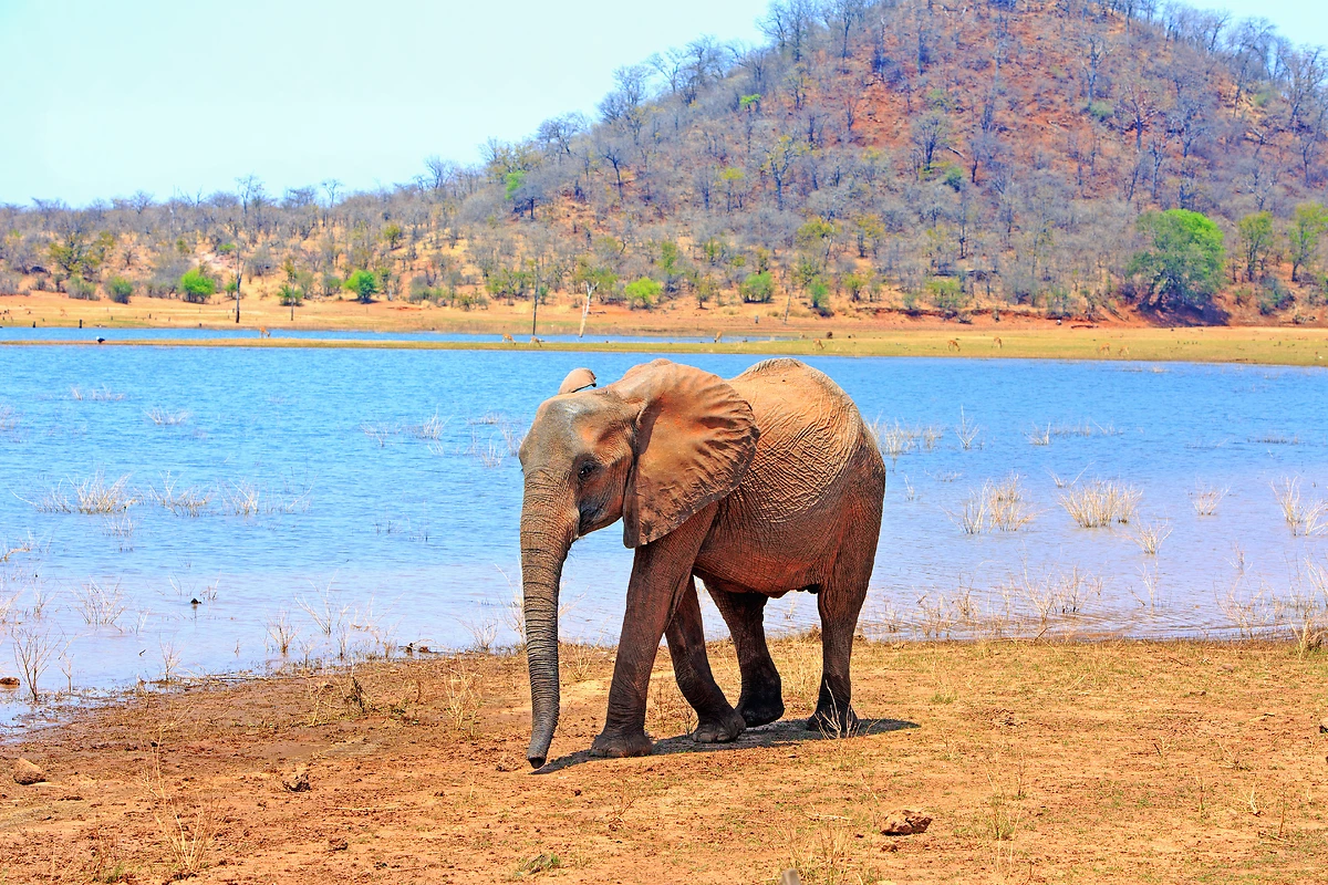 Éléphant, Lac Kariba, Matusadona National Park, Zimbabwe