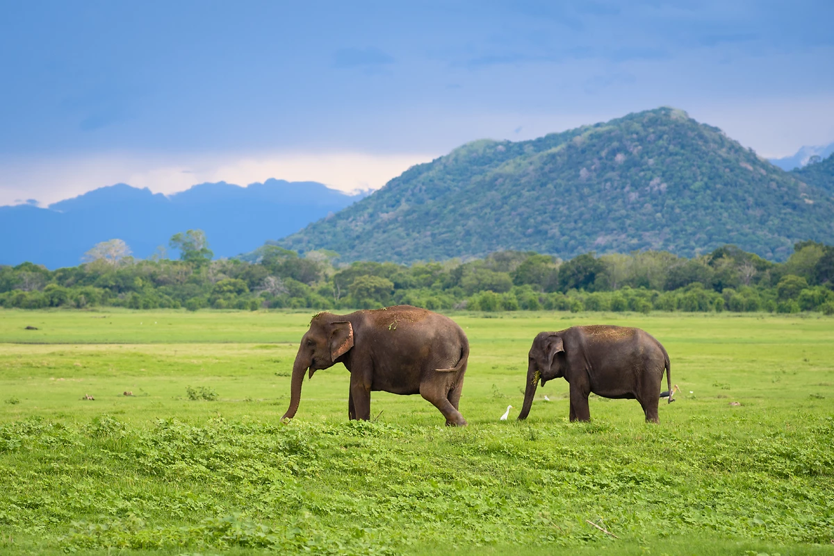Éléphants, Parc National Minneriya, Sri Lanka