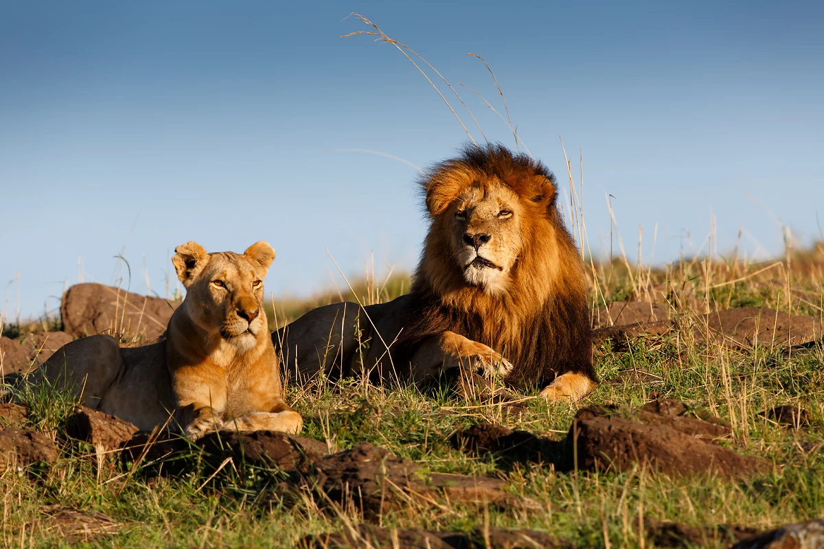 Terre Safaris 3*