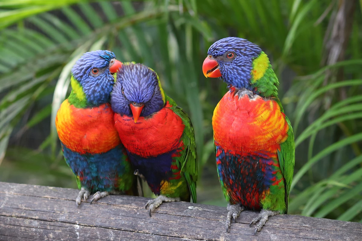 Loriquet arc-en-ciel, Jardin Botanique de Deshaies, Guadeloupe