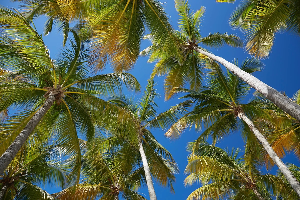 Palmiers (Guadeloupe)