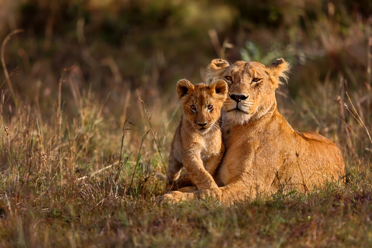 Lionne et son lionceau, parc national du Masai Mara, Kenya