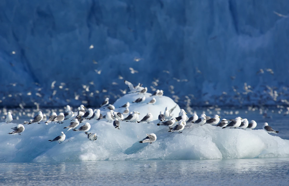 Oiseaux de Kittiwake à proximité du glacier de Monaco, Spitzberg,  Svalbard, Norvège