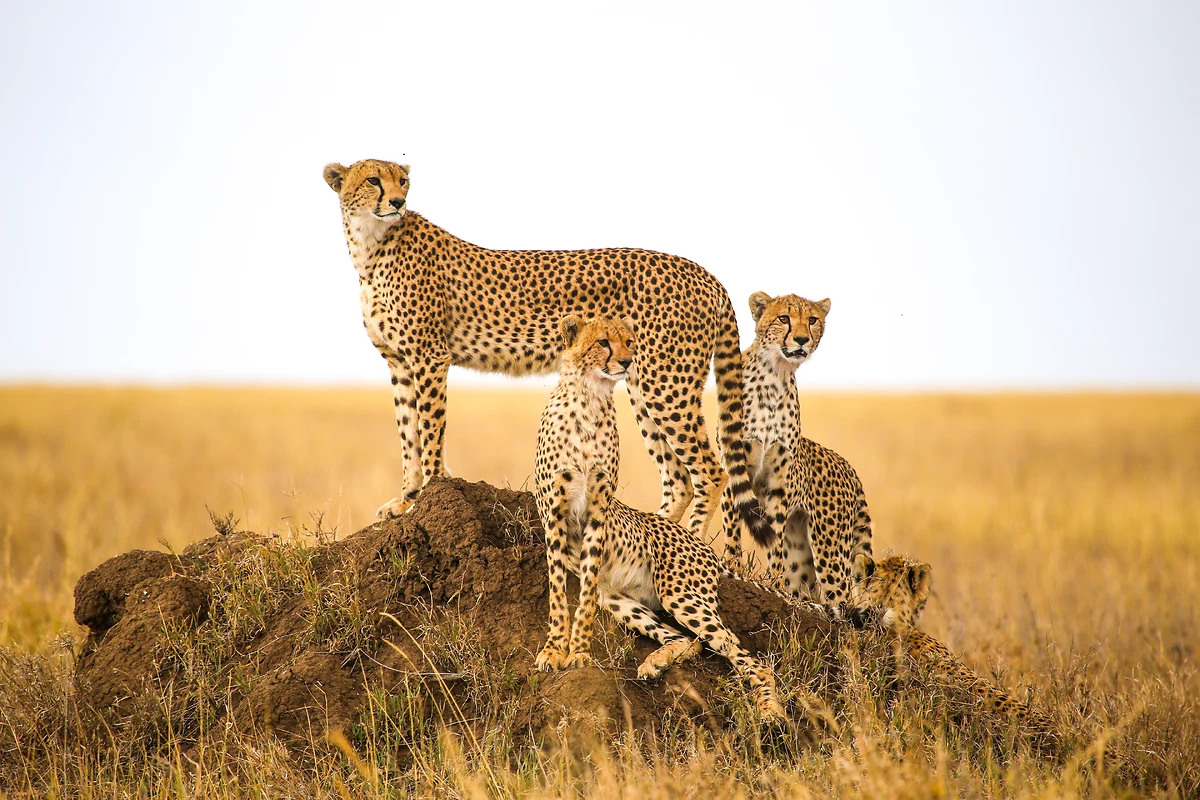 Tanzanie grandeur nature en privé - 2