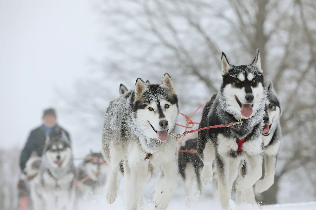 Chiens de traîneau en hiver, Canada
