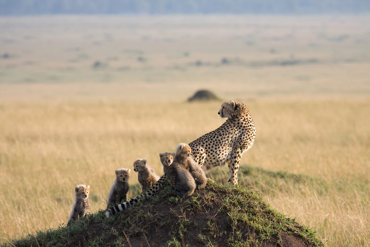 Famille de guépars, Masai Mara, Kenya