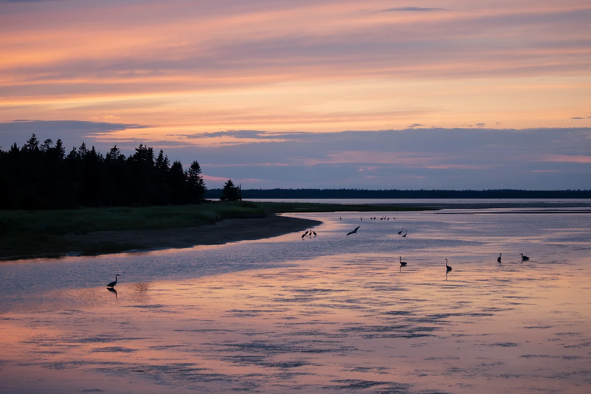 Hérons bleu au parc national de Kouchibouguac, Canada