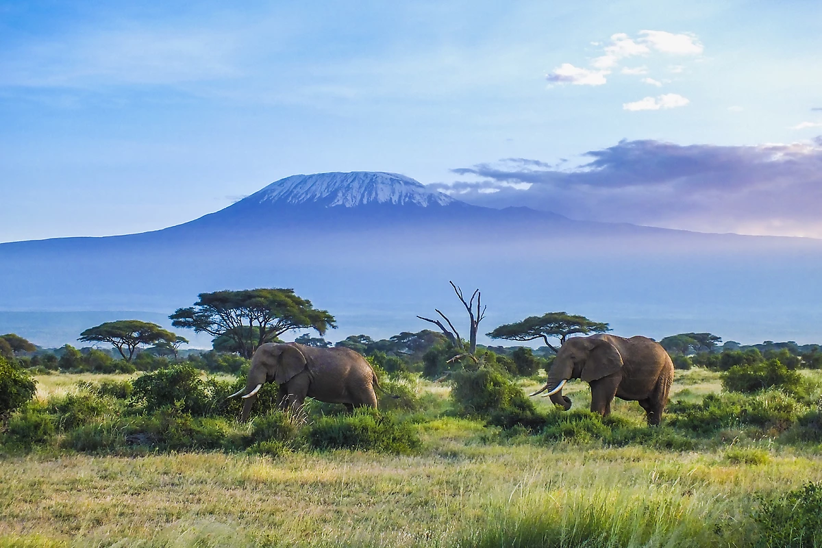Éléphants dans le parc national d'Amboseli, Kilimanjaro