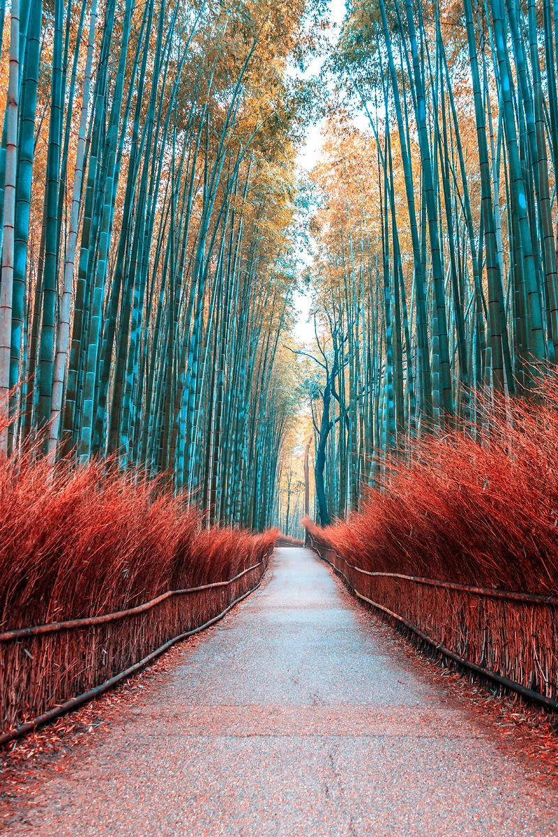 Tunnel de bambous appelé « forêt de bambous d'Arashiyama » à Kyoto, Japon