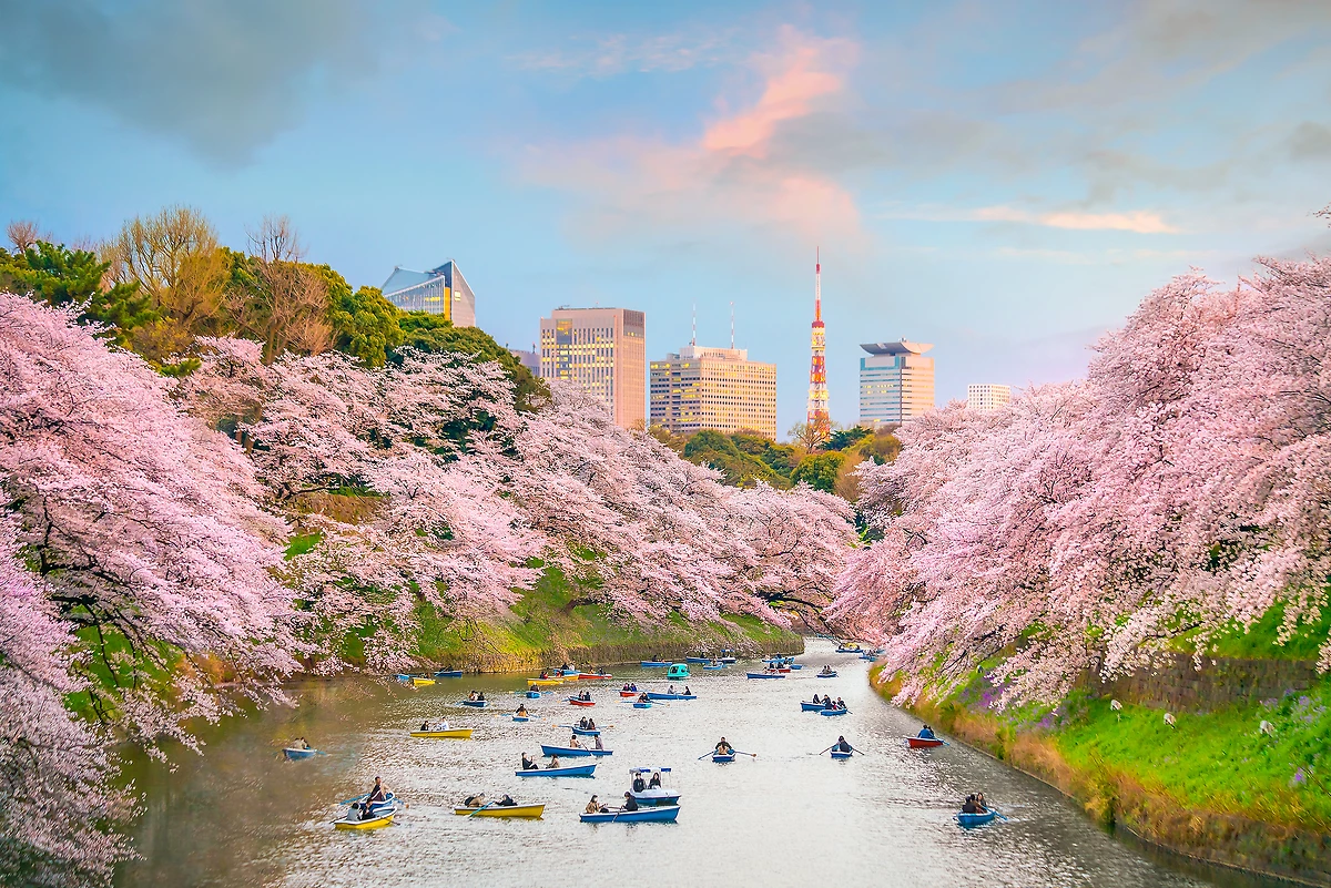 Le parc Chidorigafuchi à Tokyo pendant la saison des cerisiers en fleurs, Japon