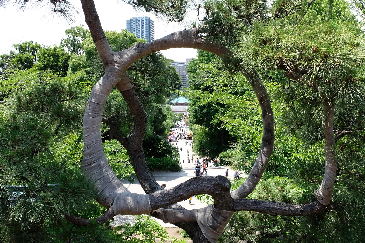 Kiyomizu Kannon-do Un arbre unique dans le parc d'Ueno, Tokyo
