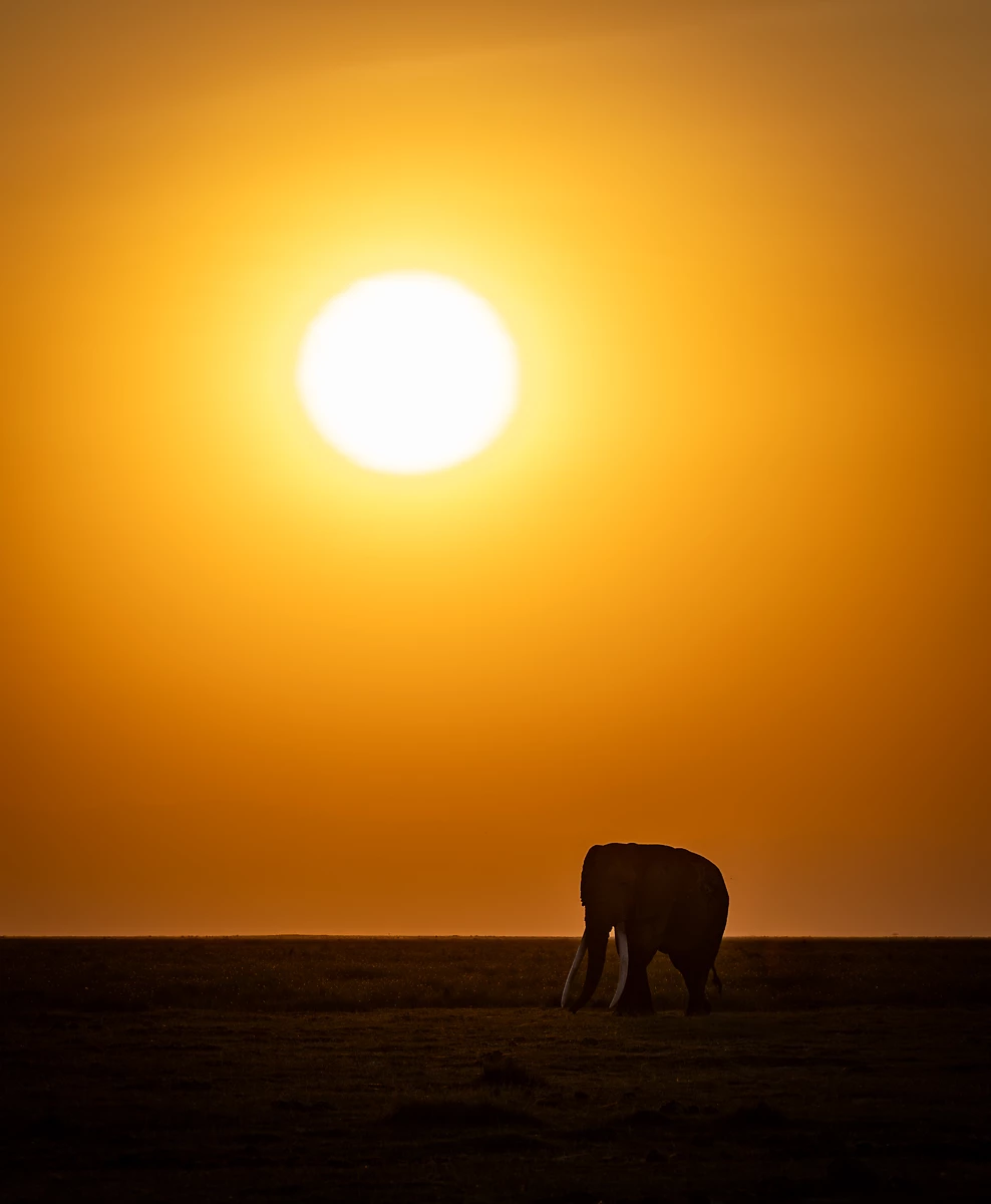 Eléphant au coucher du soleil dans le parc Amboseli, Kenya