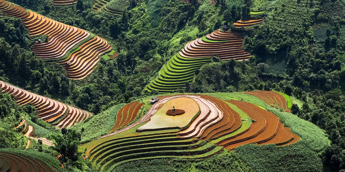 Champs en terrasses de céréales, Lao Chai, Viêtnam