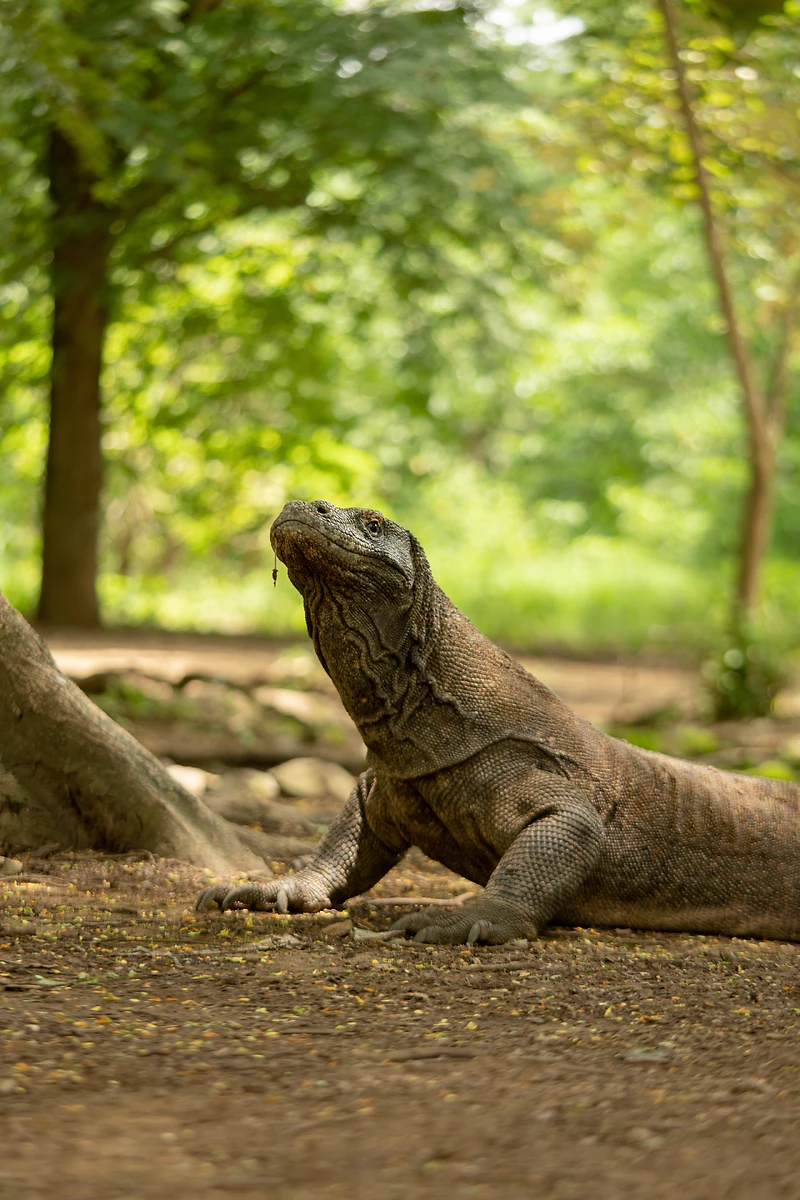 Dragon de Komodo, Florès, Indonésie