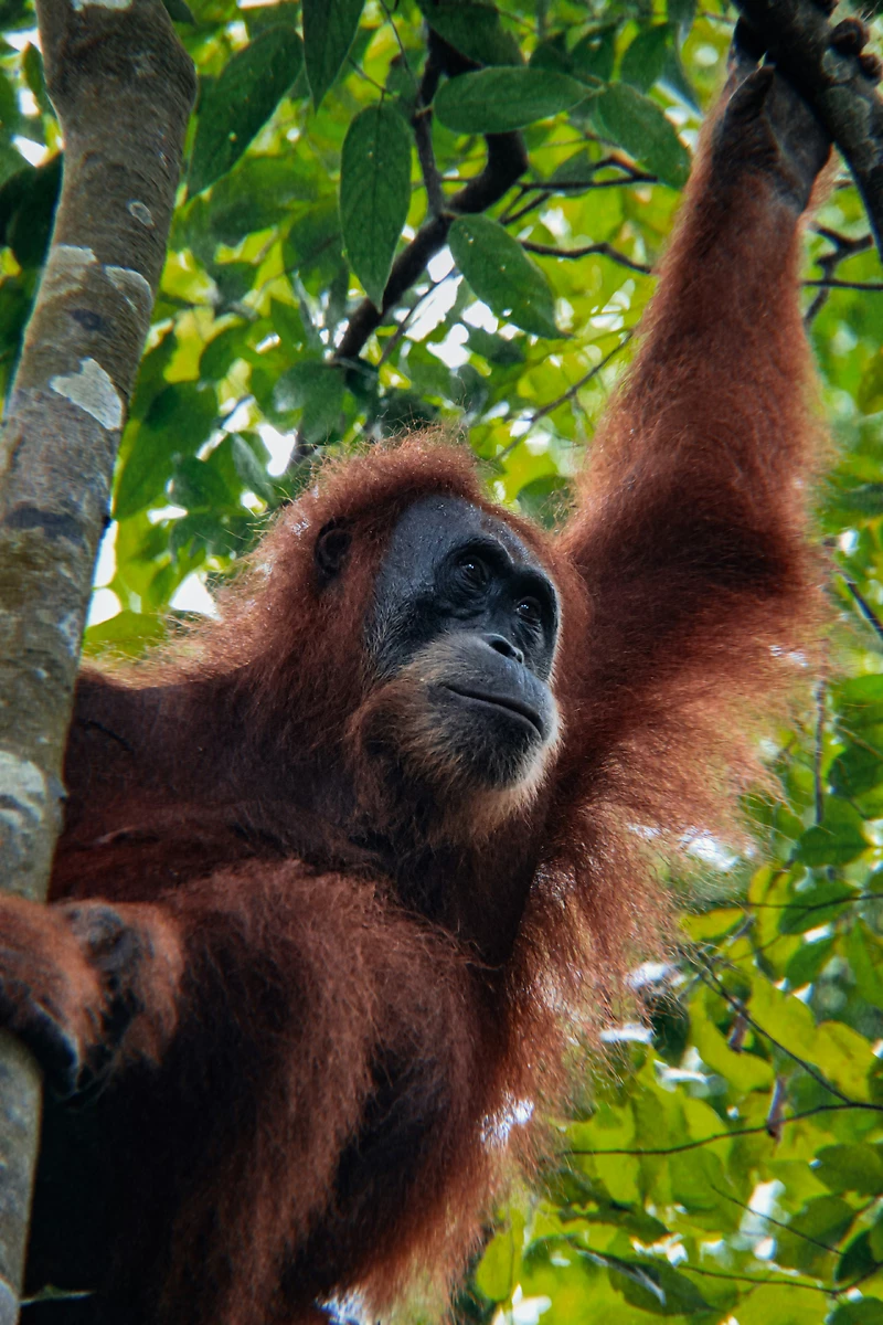 Orang-Outan, Indonésie