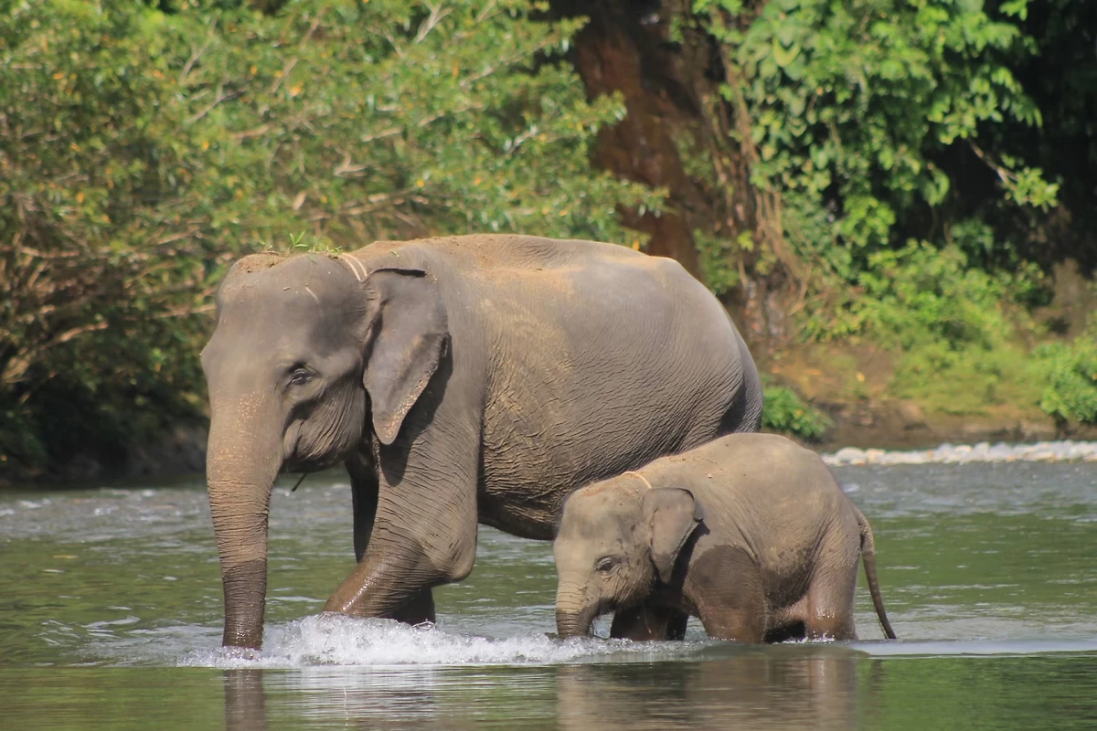 Éléphants, Tangkahan, Sumatra, Indonésie