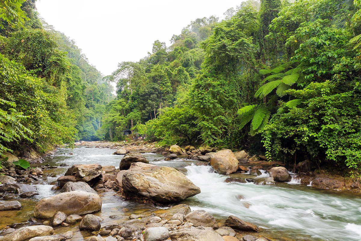 Forêt humide de Bukit Lawang, Sumatra, Indonésie