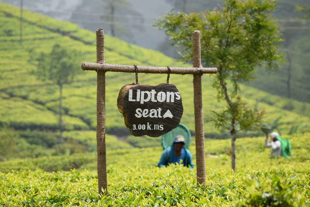Plantation de thé Lipton Seat, Haputale, Sri Lanka