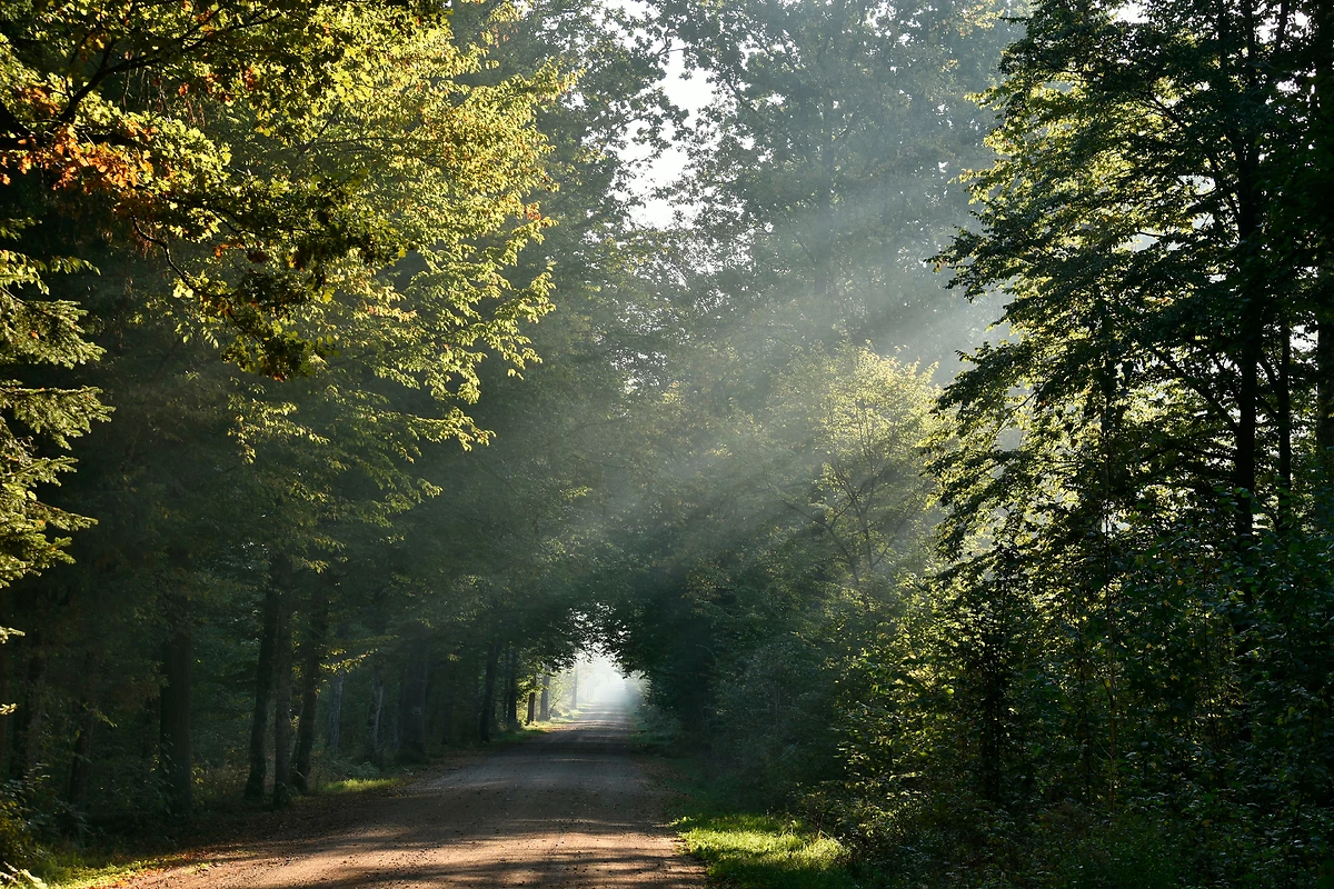 Forêt de Biaowiea, Pologne