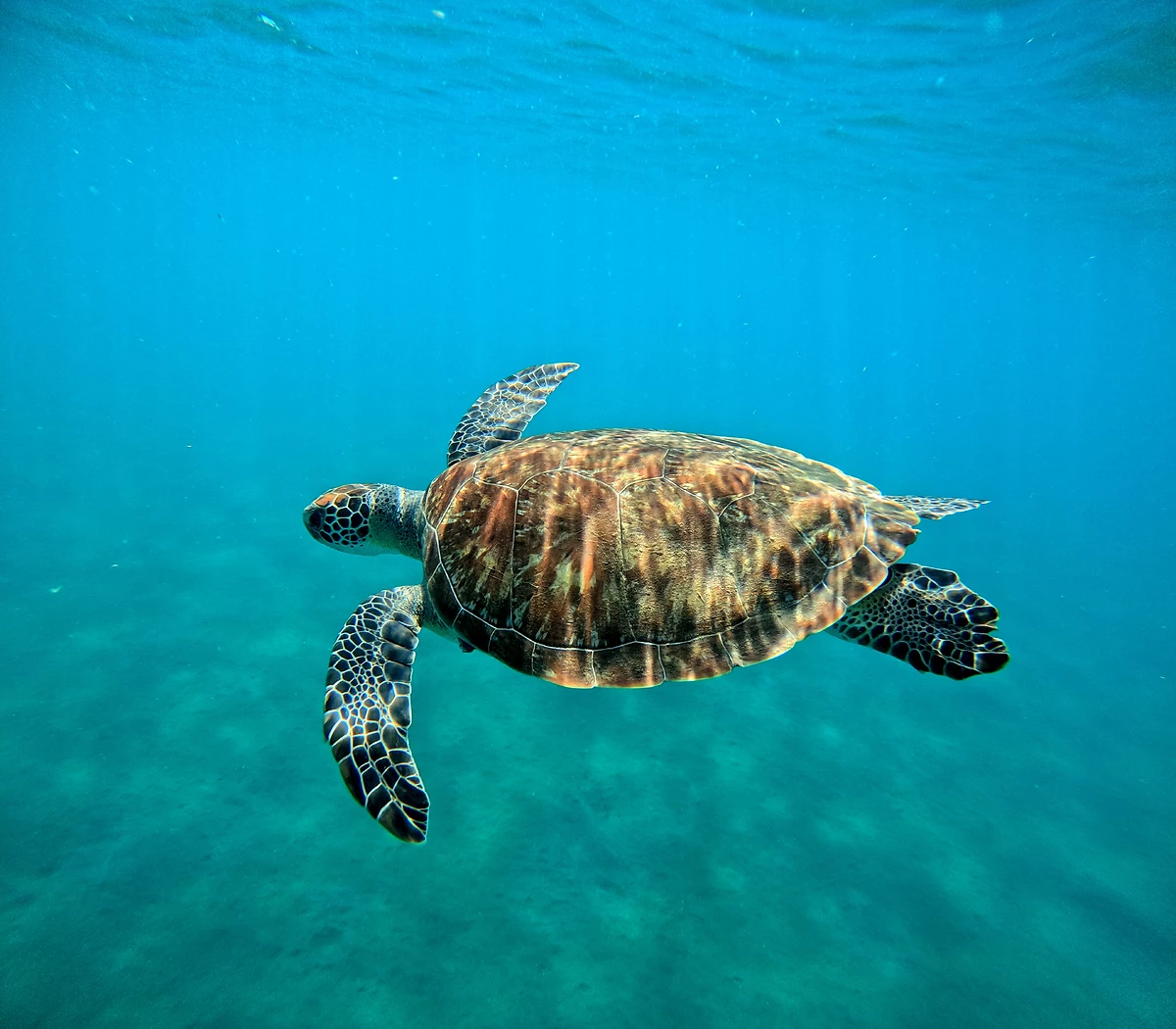 Tortue marine, Malendure, Guadeloupe