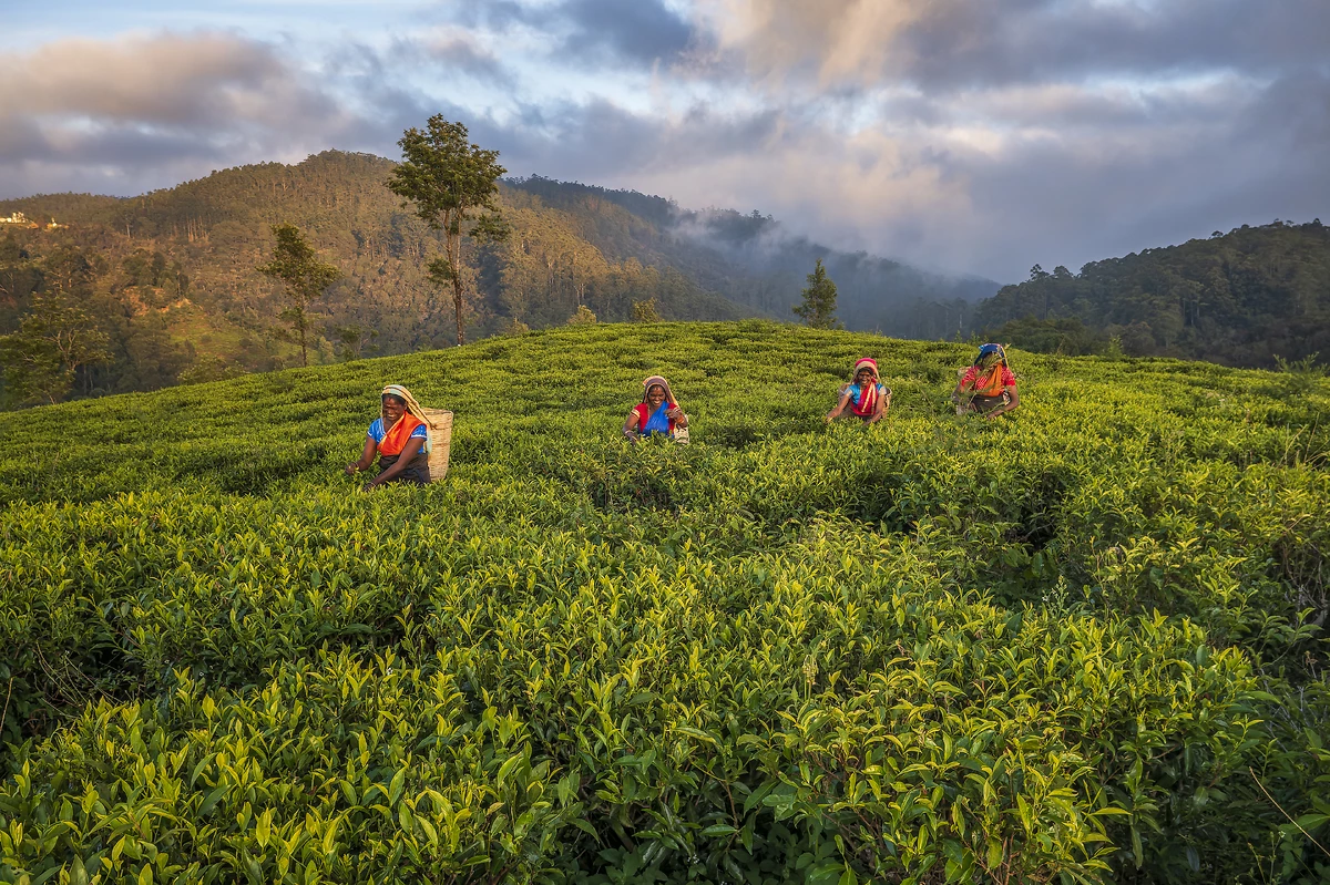 Plantations de thé, Nuwara Eliya, Sri Lanka