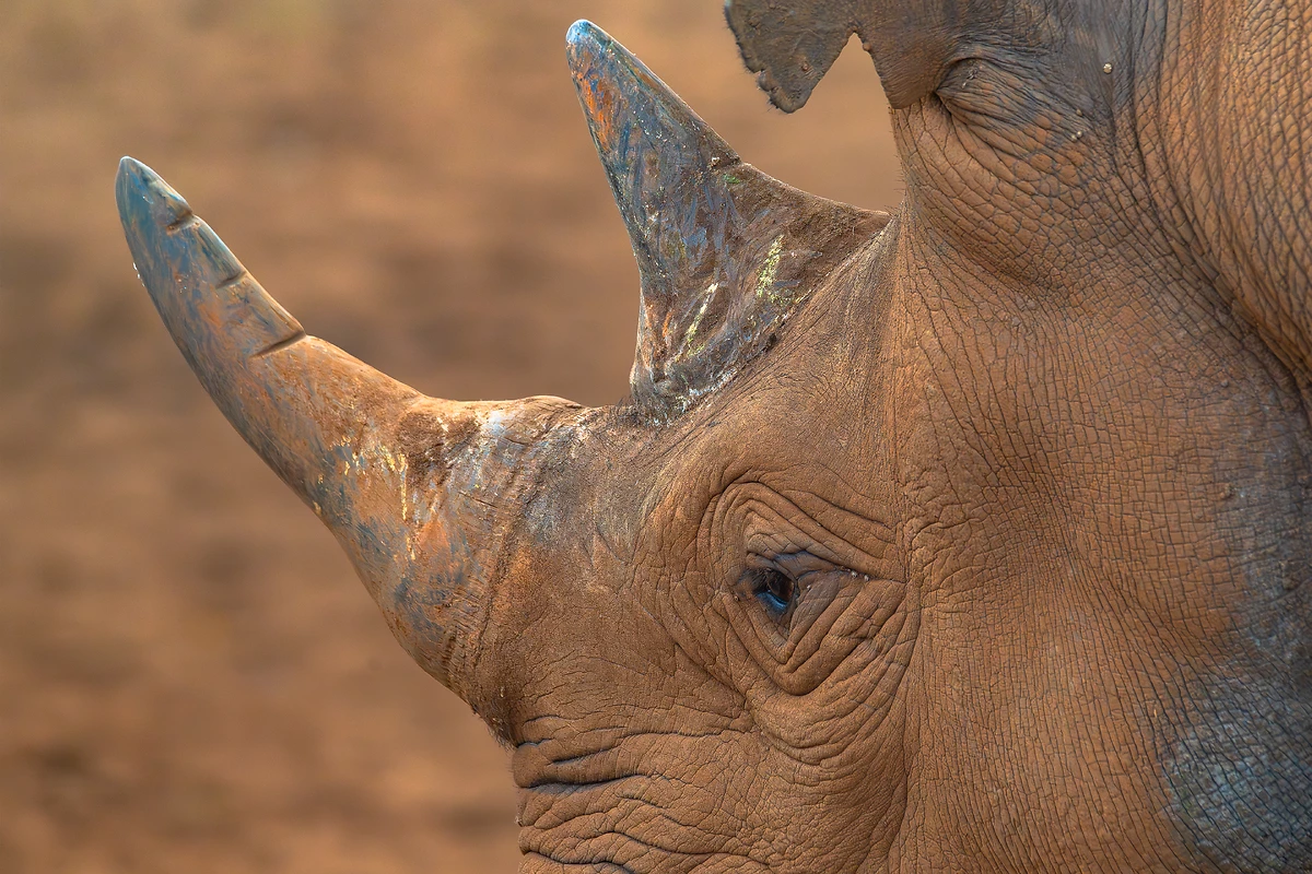 Rhinocéros au Mkomazi National Park, Tanzanie