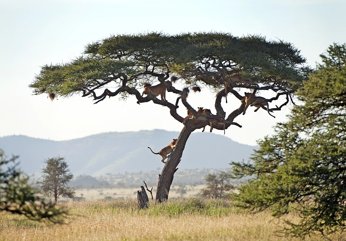 Lion au Serengeti, Tanzanie
