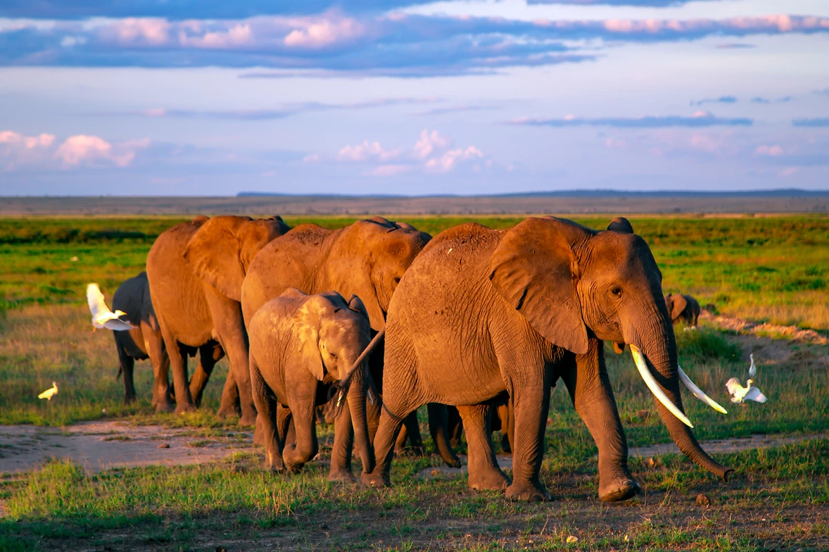 Éléphants au Tarangire National Park, Tanzanie