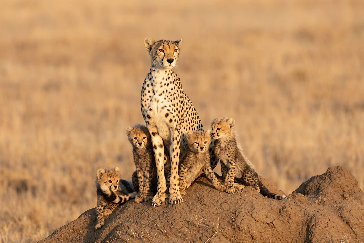 Guépard au Serengeti, Tanzanie