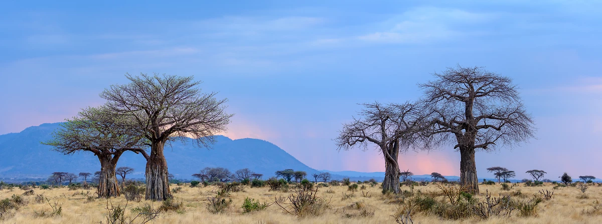 Coucher de soleil sur le parc national de Ruaha, Tanzanie