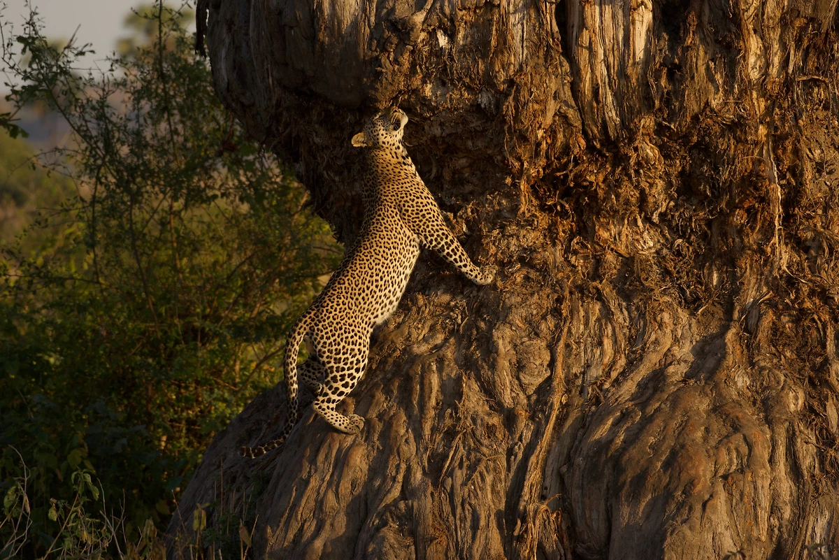 Léopard grimpant un arbre dans le parc national de Ruaha, Tanzanie