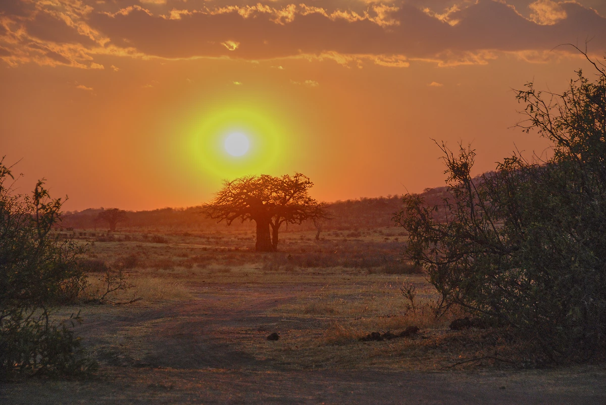Coucher de soleil doré sur le paysage du parc national de Ruaha, Tanzanie
