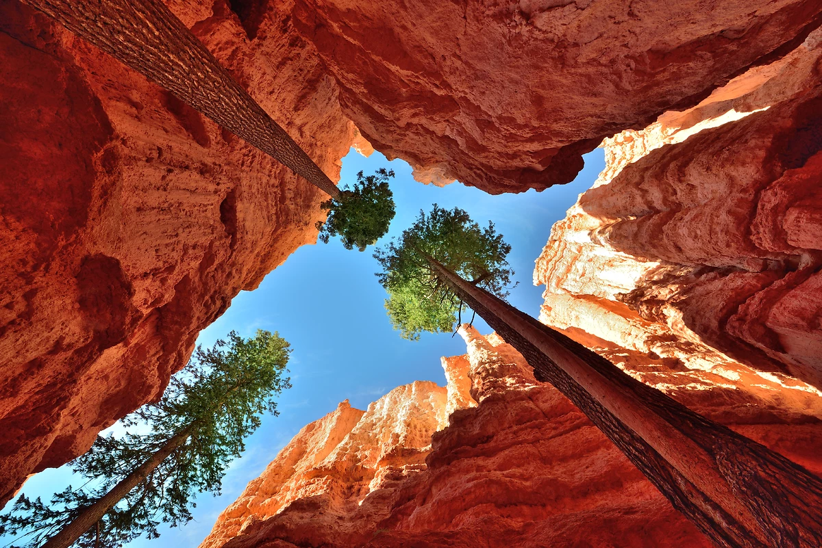 Contre-plongée dans le parc national de Bryce Canyon, Utah
