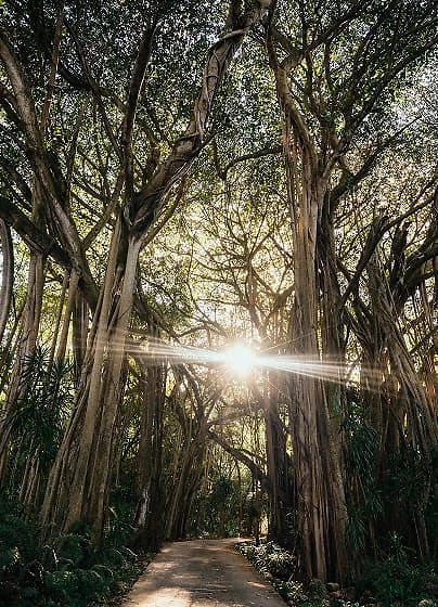 Nature environnante, Fregate Island, Île de Frégate, Seychelles