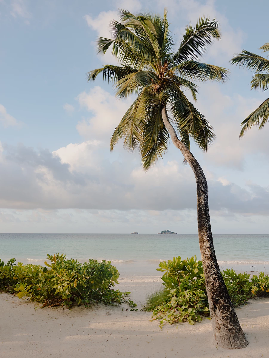 Palmier sur la plage, La Réserve Seychelles Private Homes, Praslin, Seychelles